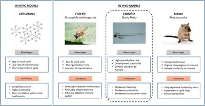 The Utility of Zebrafish as a Model for Screening Developmental Neurotoxicity